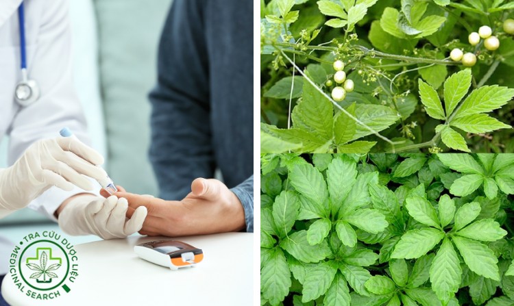 4. Trị tiểu đường hiệu quả nhờ cây giảo cổ lam 1 4. Trị tiểu đường hiệu quả nhờ cây giảo cổ lam 1