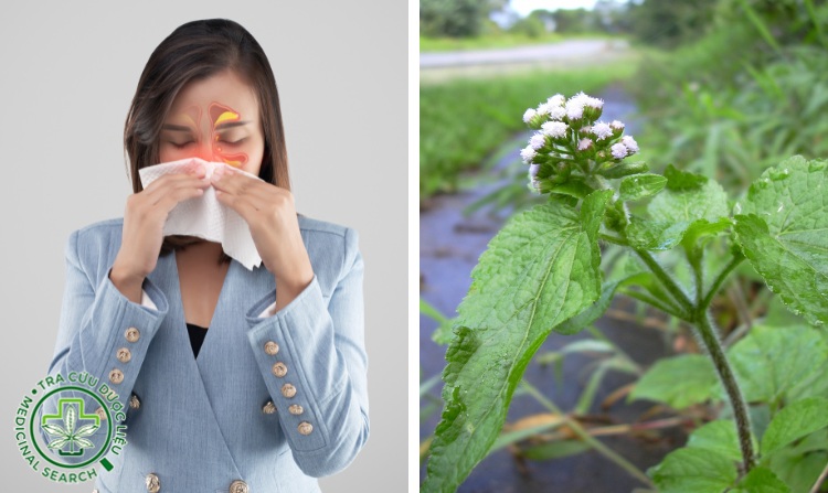 2. Khỏi viêm xoang bằng cây cỏ hôi 1