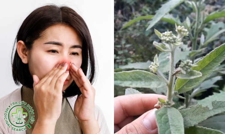 4. Cây đại bi giúp trị viêm xoang hiệu quả 1