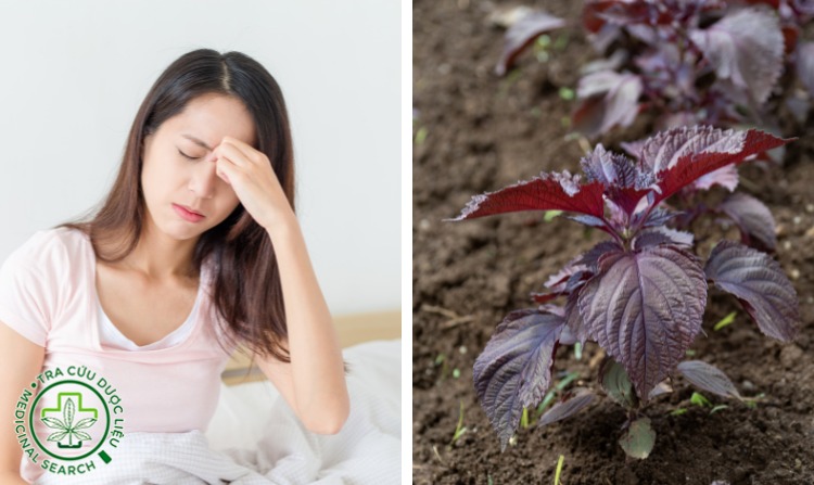 8. Trị viêm xoang bằng cây tía tô 1