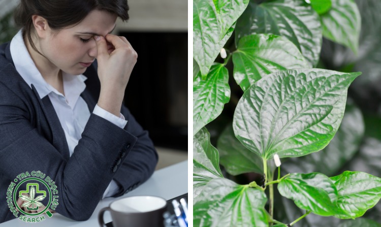 11. Chữa viêm xoang bằng lá lốt 1