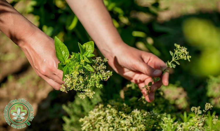 3. Vậy có nên dùng thuốc nam để chữa bệnh? 1 3. Vậy có nên dùng thuốc nam để chữa bệnh? 1