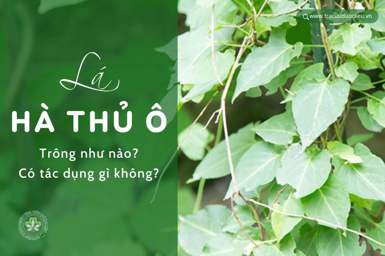 Có nên uống hà thủ ô thường xuyên không?