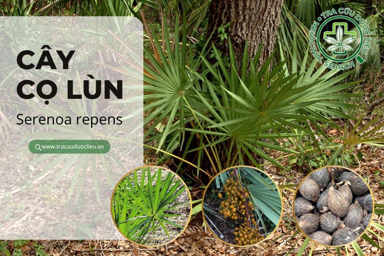 Mô tả cây 1 Mô tả cây 1