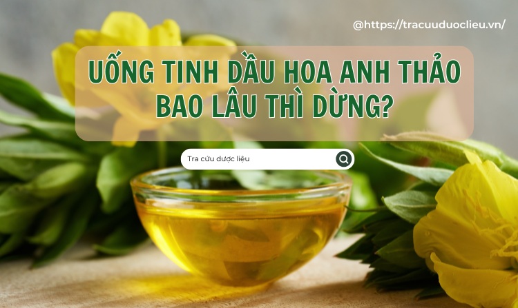 Uống tinh dầu hoa anh thảo trong bao lâu thì dừng? 1