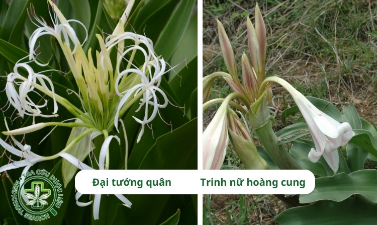 3. Khi nào nên sử dụng cây đại tướng quân và cây trinh nữ hoàng cung? 1