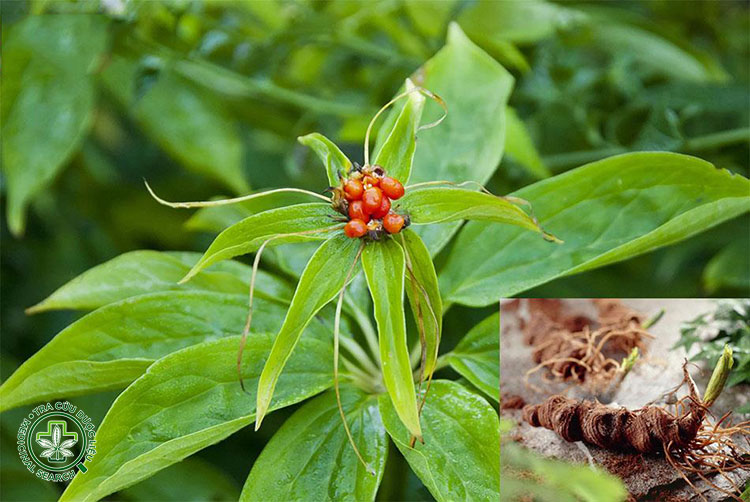 Bài thuốc sử dụng Thất điệp nhất chi hoa 1 Bài thuốc sử dụng Thất điệp nhất chi hoa 1