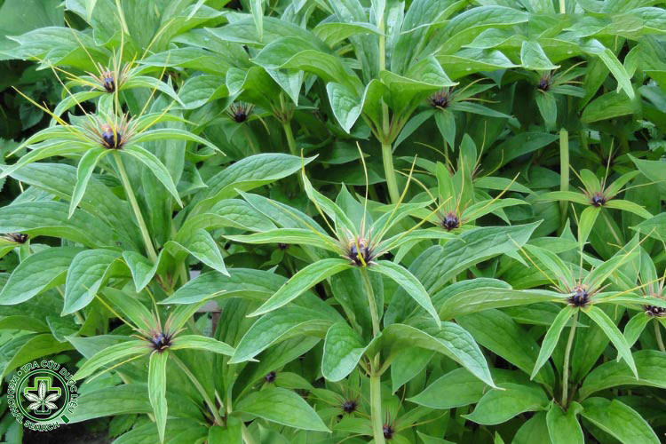 Hiện trạng và công tác bảo tồn Thất diệp nhất chi hoa 1 Hiện trạng và công tác bảo tồn Thất diệp nhất chi hoa 1