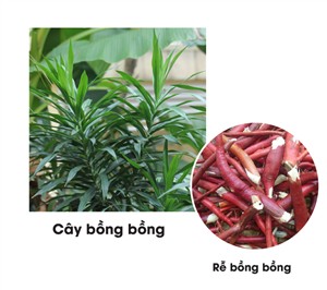 Cây bồng bồng