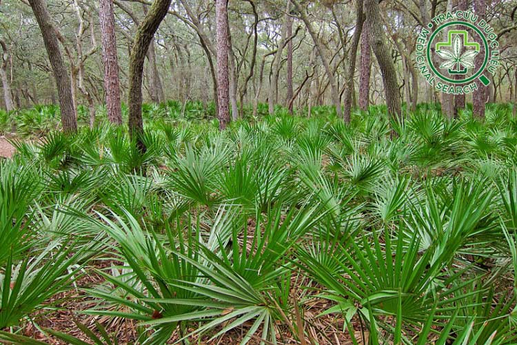 Phân bố và thu hoạch 1 Phân bố và thu hoạch 1