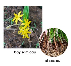 Cây sâm cau