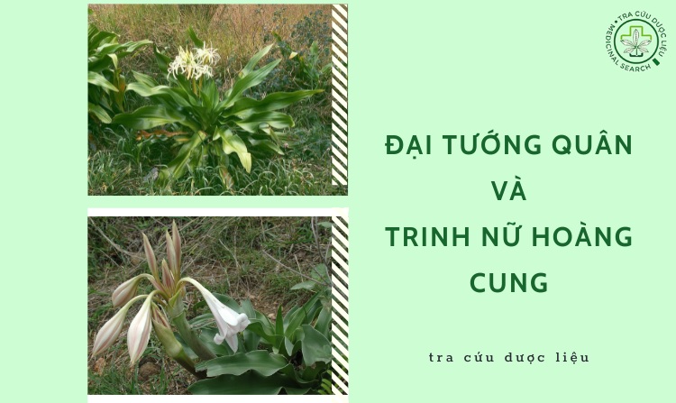 Tránh nhầm lẫn cây đại tướng quân với trinh nữ hoàng cung 1