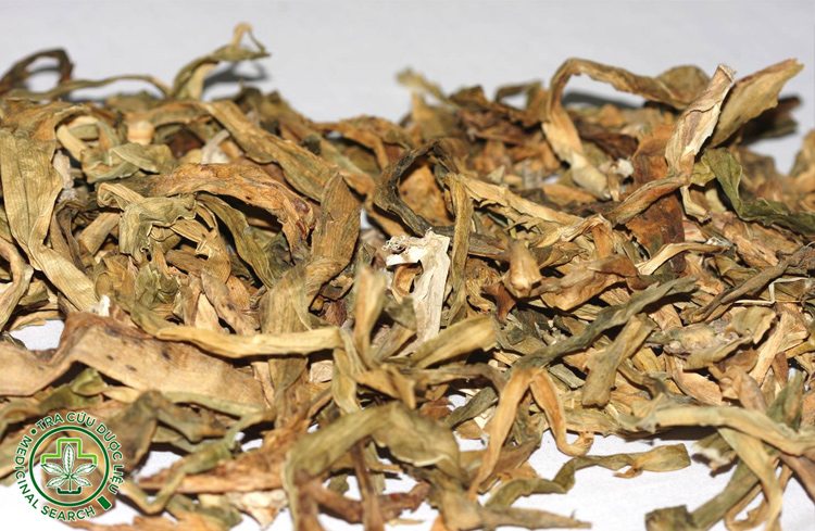 Một số bài thuốc với trinh nữ hoàng cung 1