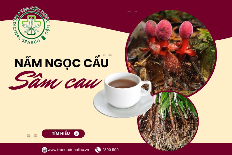 Tác dụng của rượu nấm ngọc cẩu với sâm cau 1