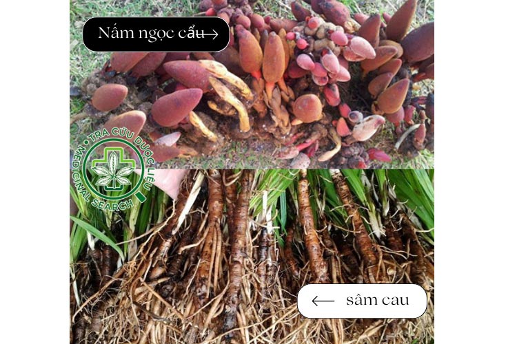 Nấm ngọc cẩu có ngâm với sâm cau được không? 1