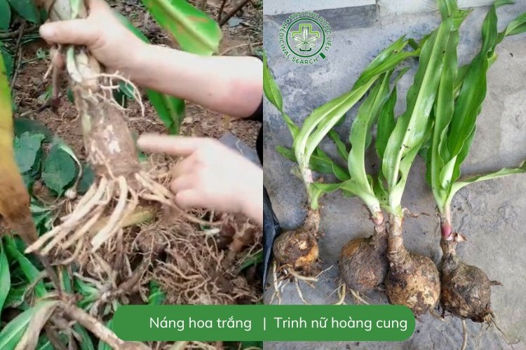 1. Cách nhận biết cây đại tướng quân và cây trinh nữ hoàng cung 3