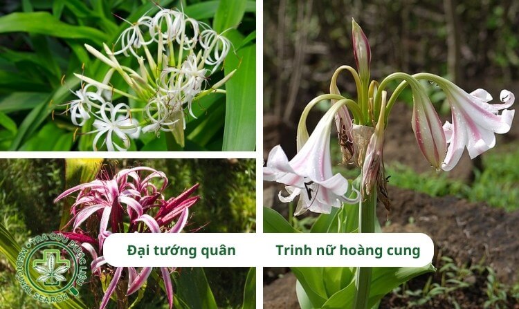 1. Cách nhận biết cây đại tướng quân và cây trinh nữ hoàng cung 2