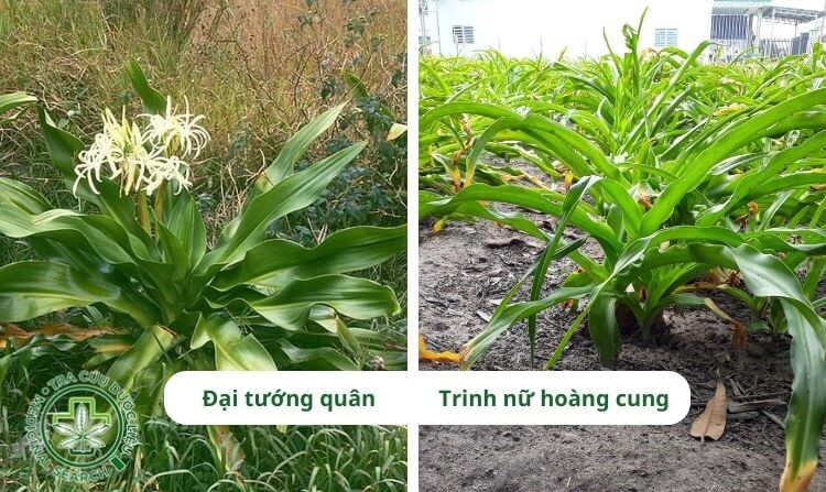 1. Cách nhận biết cây đại tướng quân và cây trinh nữ hoàng cung 1