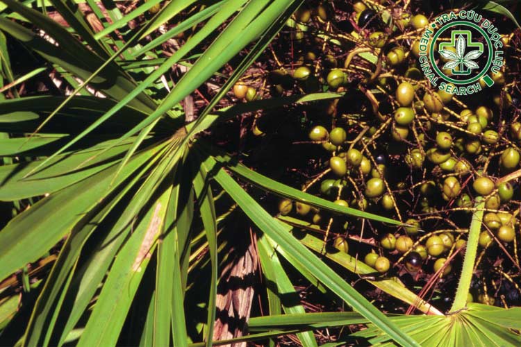 Tác dụng của Cọ lùn 1 Tác dụng của Cọ lùn 1