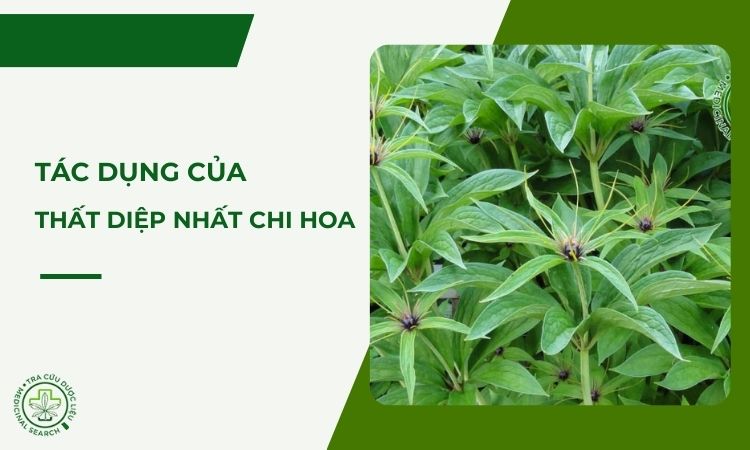 Tác dụng của Thất diệp nhất chi hoa - loài kỳ hoa dị thảo 1 Tác dụng của Thất diệp nhất chi hoa - loài kỳ hoa dị thảo 1