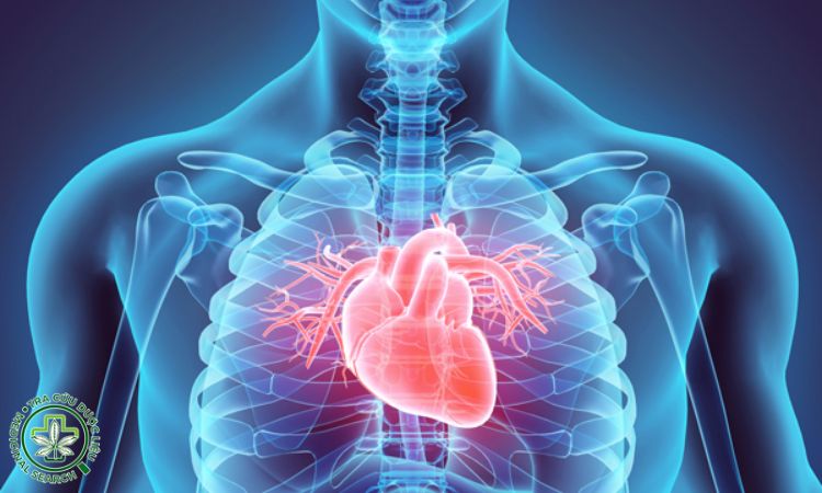 2. Giảm nguy cơ mắc bệnh tim 1