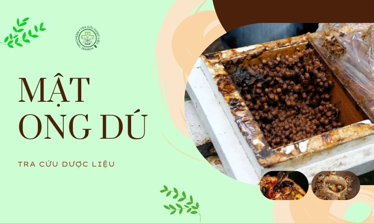Khám phá công dụng mật ong dú - 