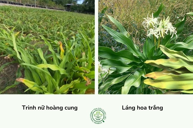 2.1. Dùng trinh nữ hoàng cung tươi 1