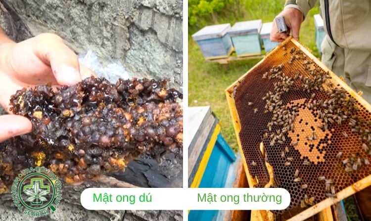 1. So sánh mật ong dú và mật ong thường 1
