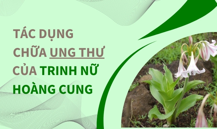 Tác dụng chữa ung thư của cây trinh nữ hoàng cung 1