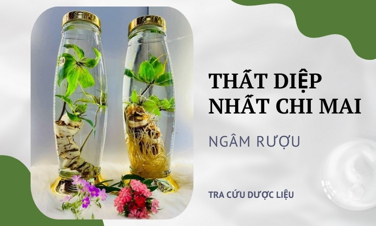 Hướng dẫn cách ngâm rượu thất diệp nhất chi hoa tại nhà 1