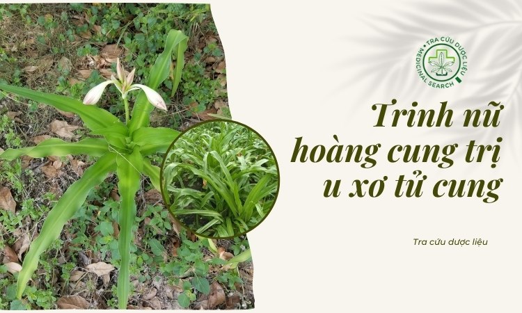 Trinh nữ hoàng cung trị u xơ tử cung hiệu quả đến đâu? 1