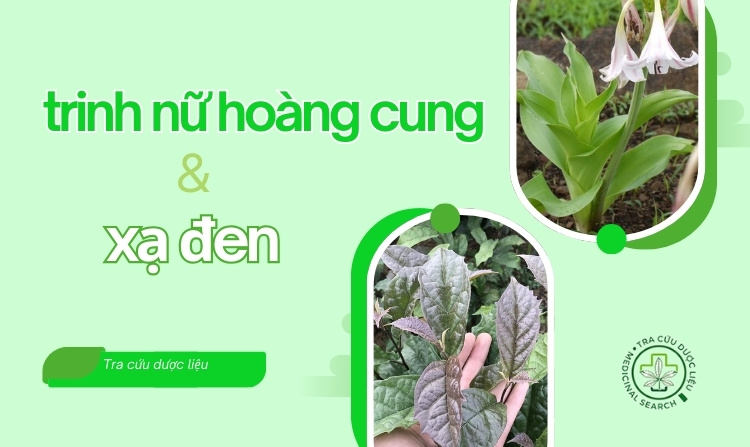 Trinh nữ hoàng cung xạ đen: 2 thảo dược quý từ thiên nhiên 1