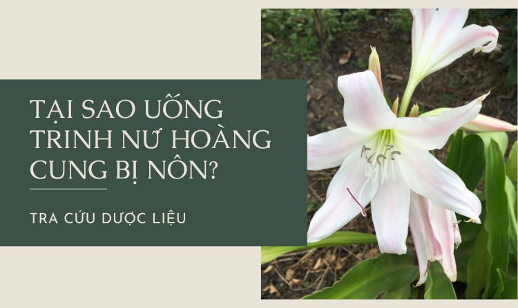 Tại sao uống trinh nữ hoàng cung bị nôn hay chóng mặt? 1