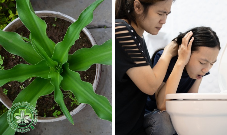 2. Cách xử lý khi uống trinh nữ hoàng cung bị nôn 1
