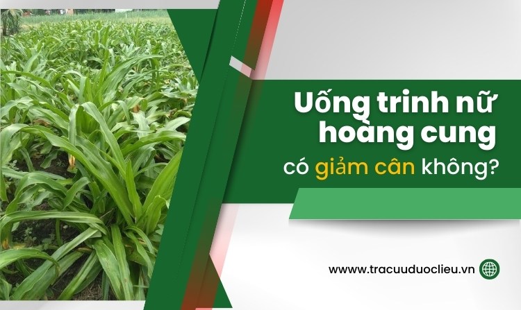 Uống trinh nữ hoàng cung có giảm cân không? 1