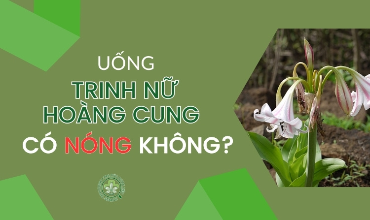 Giải đáp chi tiết: Uống trinh nữ hoàng cung có nóng không? 1