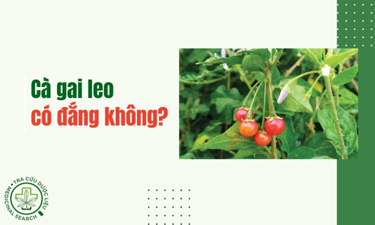 Cà gai leo có đắng không? Có dễ uống không? 1 Cà gai leo có đắng không? Có dễ uống không? 1