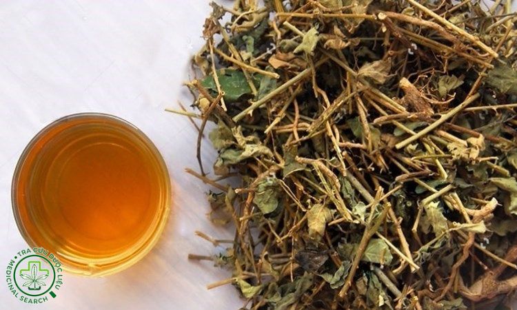 Cà gai leo có đắng không? 1 Cà gai leo có đắng không? 1