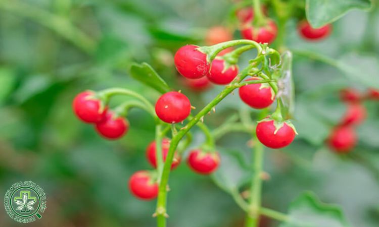 Một số lưu ý khi uống cà gai leo 1
