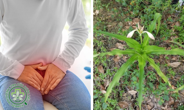 1.6. Điều trị phì đại tuyến tiền liệt lành tính 1