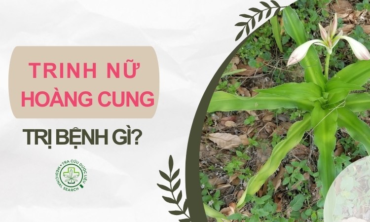 Khám phá ngay: trinh nữ hoàng cung trị bệnh gì? 1