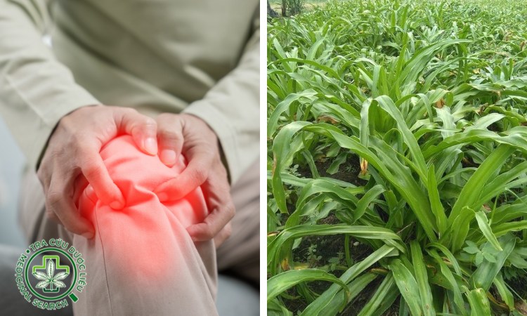 1.2. Điều trị đau khớp, tụ máu bầm 1