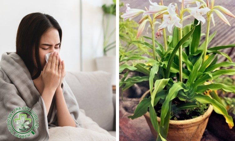 1.4. Điều trị ho, viêm phế quản 1