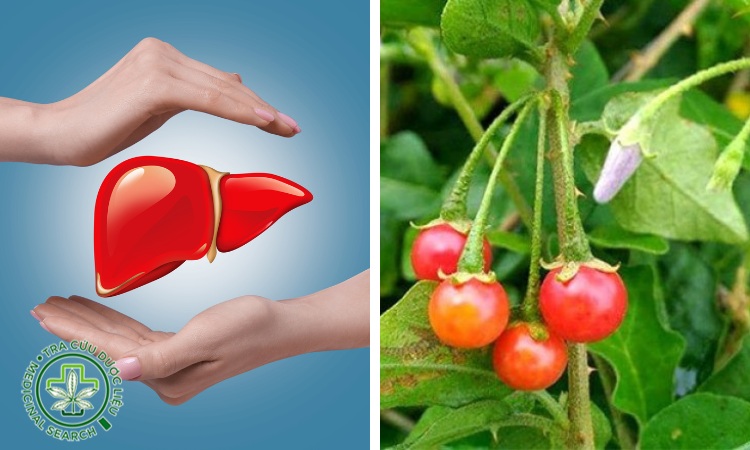 Cà gai leo chữa bệnh về gan 1