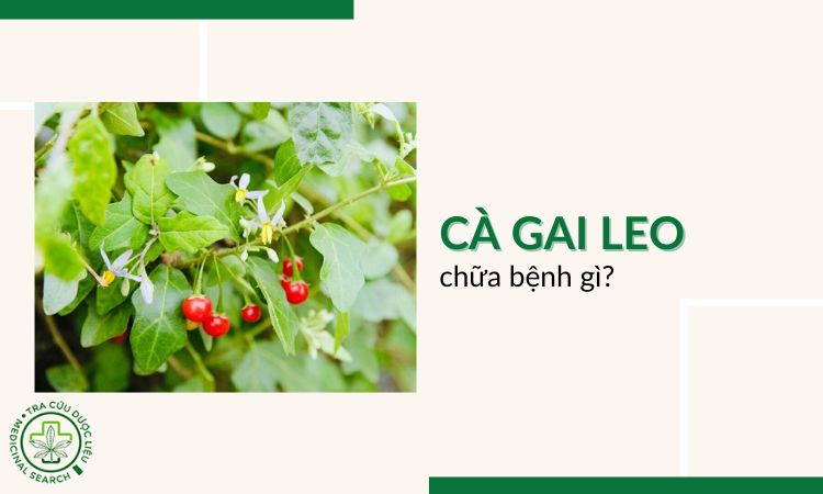Cây cà gai leo chữa bệnh gì? Bài thuốc chữa bệnh an toàn 1