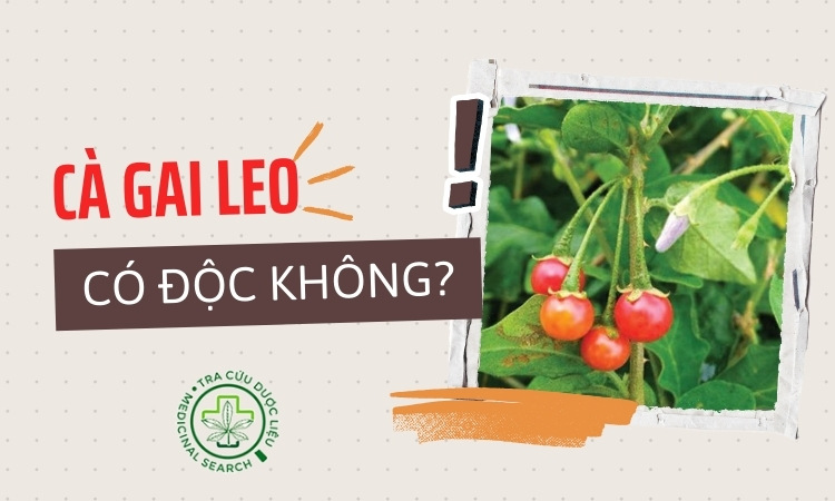 Chuyên gia giải đáp: Cà gai leo có độc không? 1