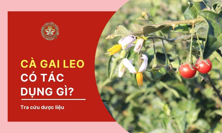 Tìm hiểu ngay 6 tác dụng chính của cà gai leo 1 Tìm hiểu ngay 6 tác dụng chính của cà gai leo 1