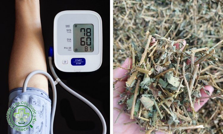 Uống cà gai leo có bị tụt huyết áp không? 1