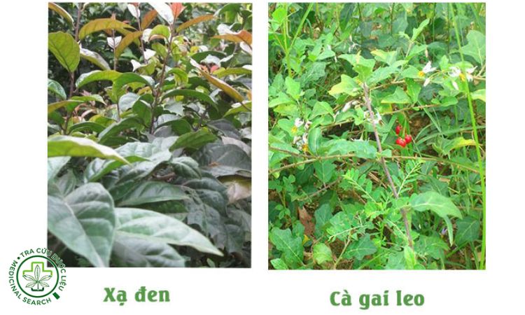 Cà gai leo kết hợp với xạ đen 1