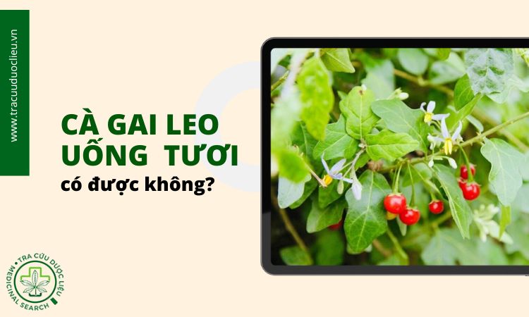 Cà gai leo uống tươi có được không? 1
